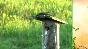 «Живая азбука». Скворец