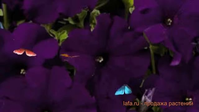 Петуния грандифлора Аладдин Блю (aladdin blyu) ? обзор: как сажать, семена петунии Аладдин Блю смотреть онлайн