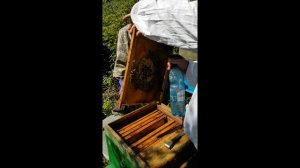 Обработка Эндовиразой