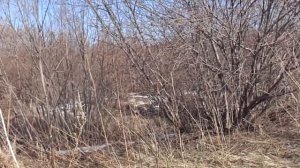 Природа просыпается. Апрель принес настоящую весну. Зарисовка. Сибирь. Кузбасс.