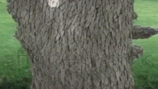 [AI] godzilla sword fighting tree in the bus смотреть онлайн