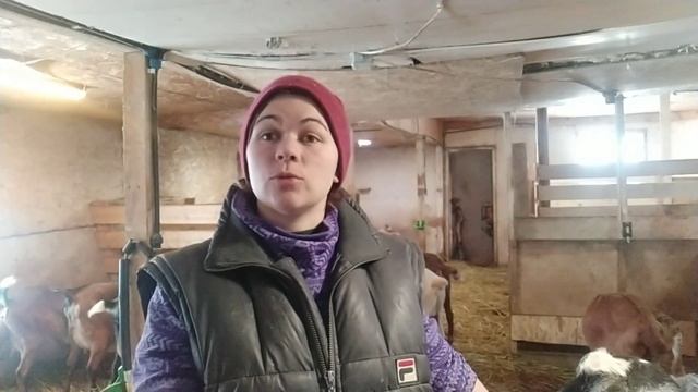 Не бойтесь покупать козу)))Отвечаю на вопросы подписчиков ??? смотреть онлайн