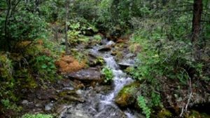 Журчание лесного ручья / Пение птиц в сказочном лесу / 10 часов звуков природы для отдыха и сна