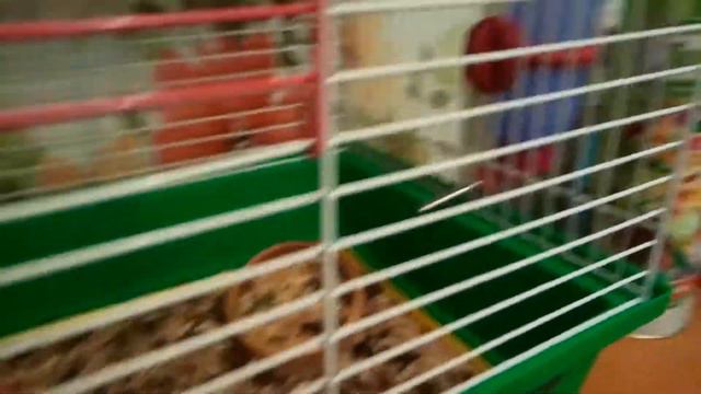 Что надо иметь для крысы смотреть онлайн