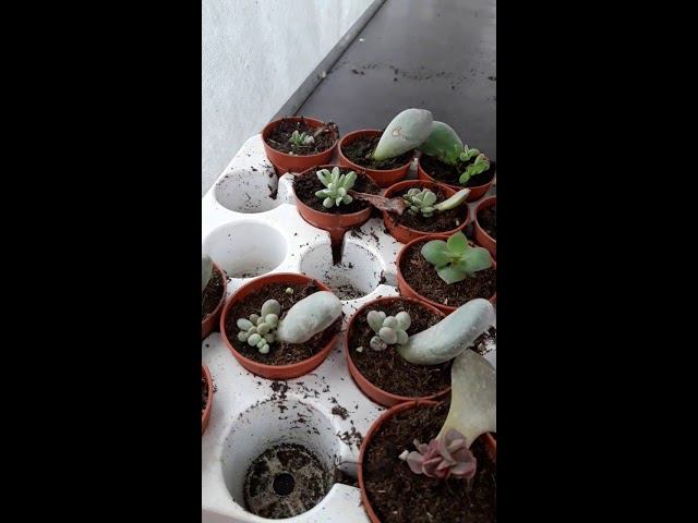 Теплица у Тани. Быстрое проращивание семян. смотреть онлайн