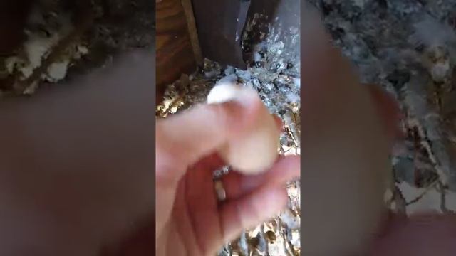 Положил под голубей куриное яйцо выведут ли (1день) *ЭКСПЕРИМЕНТ* смотреть онлайн