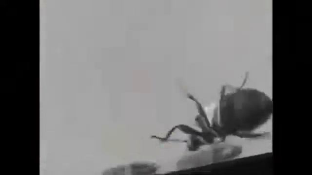 Отпугиватель от насекомых смотреть онлайн
