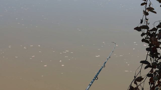 Впервые такое на Сырдарье! Поймал сазанов! #фидер #Ташкент #рыбалкавузбекистане смотреть онлайн