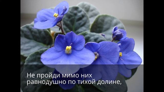Песня о фиалках смотреть онлайн