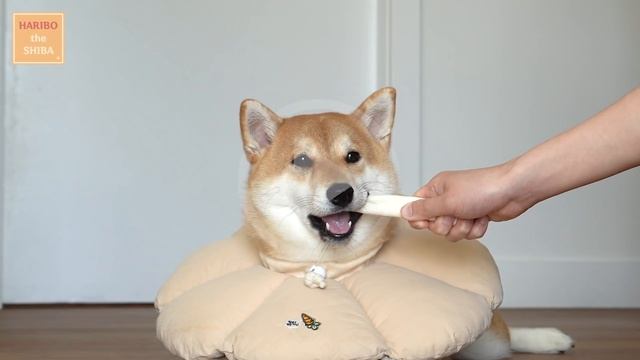 A SHIBA INU FLOWER смотреть онлайн