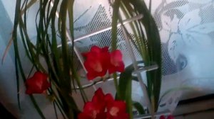 Фрезия в цветах. Цветение фрезии!!!