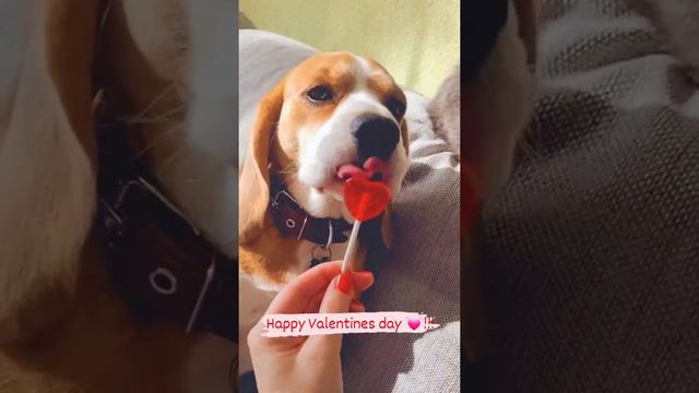 День Святого Валентина|Happy Valentines day 💓 I Бигль Грэта |Beagle Greta I смотреть онлайн