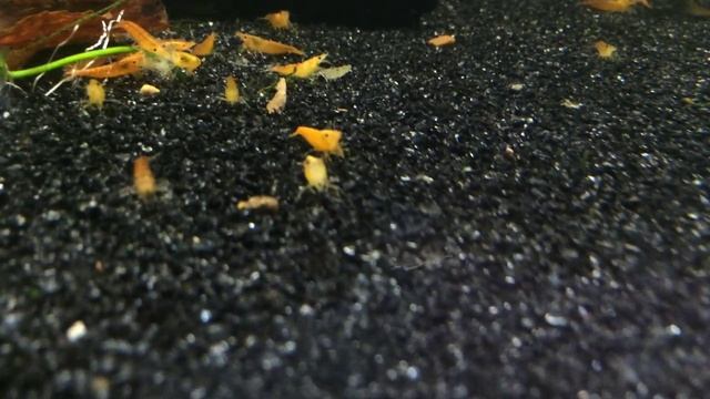 Новинка! Оранжевая креветка смотреть онлайн