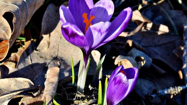 12 Plantas Bulbosas Ideales para Tu Jardín смотреть онлайн