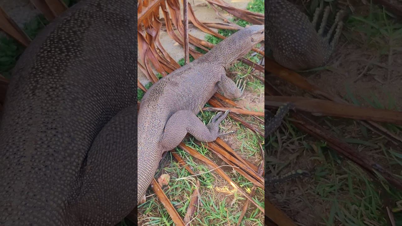 Варан охотится смотреть онлайн