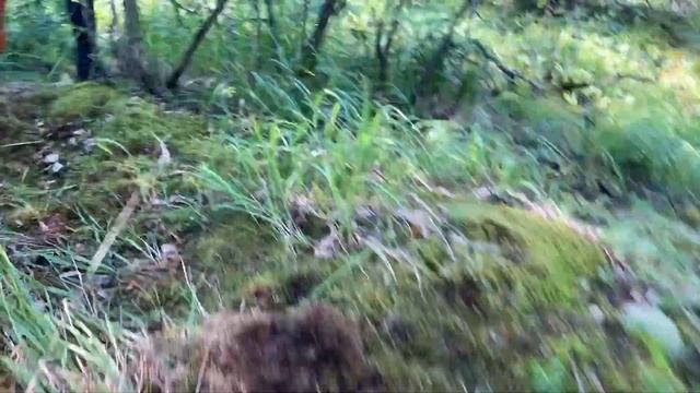 MMK Wild Trail - мой первый опыт трейлраннинга смотреть онлайн