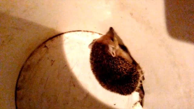 ёжик в ведре Степи Казахстана смотреть онлайн