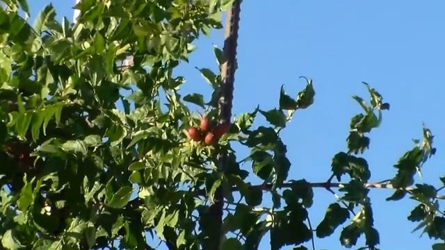 Мой кампсис начинает цвести! My Trumpet Bush Starts Blossoming! смотреть онлайн