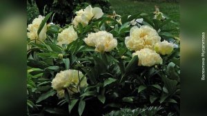 ❀ Самые лучшие сорта желтых пионов