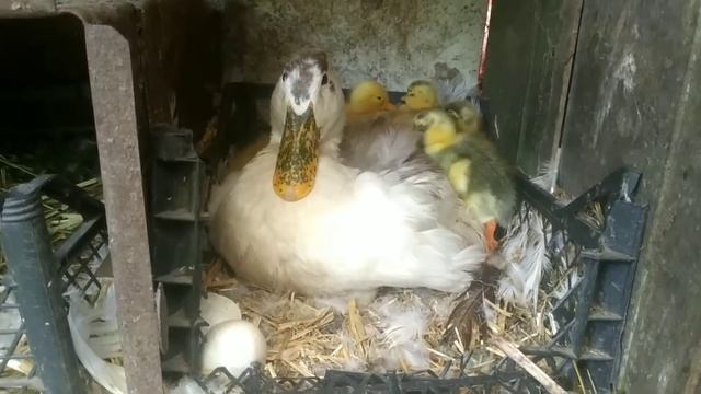 Голубой фаворит. Миф развеян. Утята породы Голубой Фаворит вывелись. смотреть онлайн