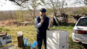 Метод Стоянова, работы с 8-ми рамочными на 145-ую рамку, рогатыми ульями.#пасека #пчеловодство #мед