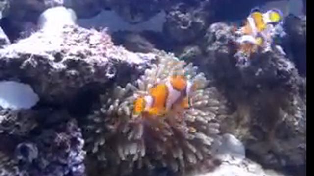 clown fish & anemone смотреть онлайн