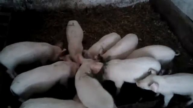 Наши поросята любят кушать))) смотреть онлайн