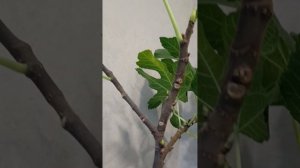 Обрезка инжира, выращиваемого в домашних условиях. 6.01.2024