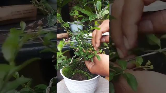 Bonsai Mame in #Shorts | Lagerstroemia indica | смотреть онлайн