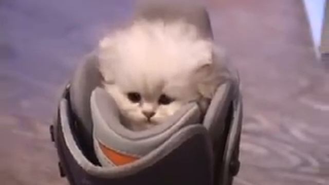 Смешной КОТЁНОК! Кто сказал МЯУ? смотреть онлайн