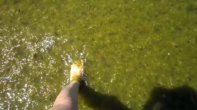 Витязево 22.06.2015г. Море уже цветет во всю! смотреть онлайн