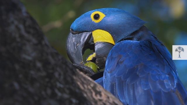 Hyacinth Macaws Run a Unique Seed-Distribution Service | Wild to Know смотреть онлайн