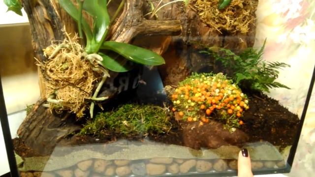 Мой флорариум. Опять эксперимент!