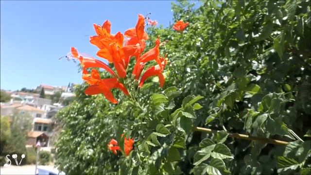 Tecoma Capensis, The Cape Honeysuckle / Текомария капская / טקומית הכף
