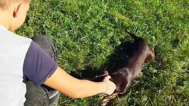 О том, как Сибиряки по южные грибы ходили.Переезд из Сибири на Юг. смотреть онлайн