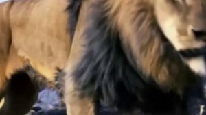 , Сериал Король Лев 2(Правление Симбы/2022/Сделано мною??