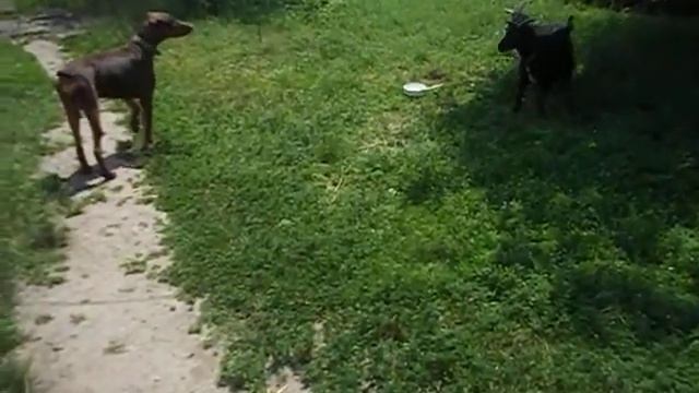 Доберман испугался струсил и убежал от камерунских козочек мини козы VS Доберман Пинчер смотреть онлайн