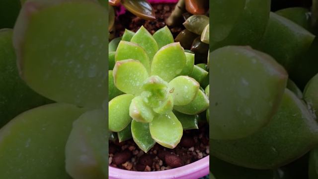 Sedum Golden Glow смотреть онлайн
