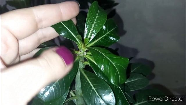 #адениумы Бонсай из адениума 1ч.//Готовлю адениумы к весне