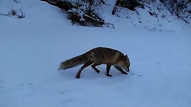 Лиса на рыбалке зимой смотреть онлайн