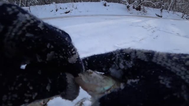 ЛОВЛЯ ОКУНЯ НА ЗИМНЮЮ УДОЧКУ !!! РЫБАЛКА В ЗАТОНЕ РЕКИ !!! смотреть онлайн