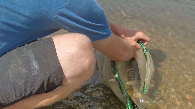 Глухое Новосибирск 28.05.22 зарыбление карп, судак смотреть онлайн