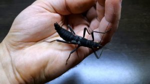 КОРДИЛЬЕРСКИЙ ПАЛОЧНИК. Peruphasma schultei. СОДЕРЖАНИЕ И РАЗВЕДЕНИЕ