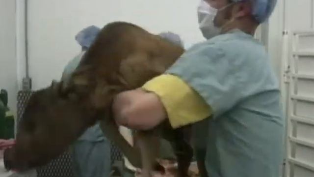 Video 2 Unit 1 Cloning Endangered Species смотреть онлайн