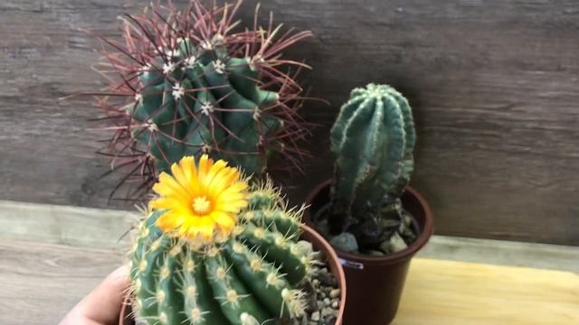 Пасхальное пополнение в коллекции. Старые кактусы из семян. 26-летний Ферокактус. Юный Тефрокактус смотреть онлайн