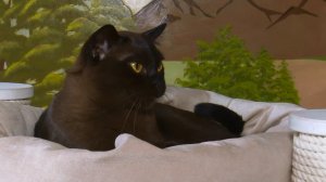 Европейская бурма и секреты здорового питания для котов