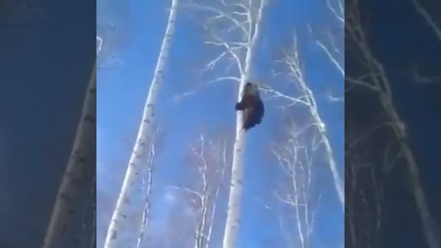 Мишка в лесу смотреть онлайн