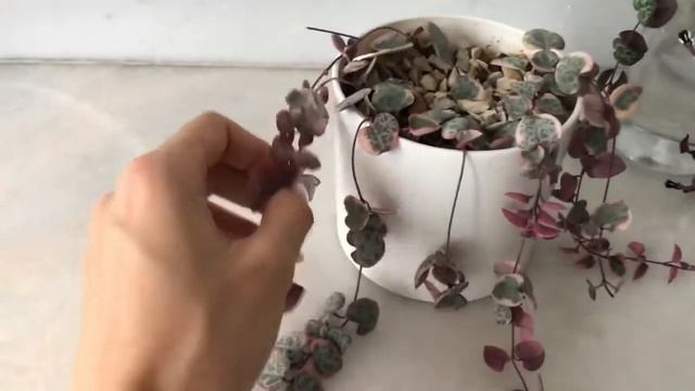 Церопегия Вуда , спустя 4 месяца + размножение. String of hearts. Propagation смотреть онлайн