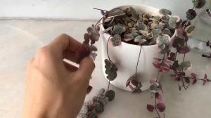 Церопегия Вуда , спустя 4 месяца + размножение. String of hearts. Propagation