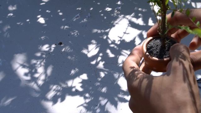 bonsai diary - make a mini bonsai (Phyllanthus myrtifolius) смотреть онлайн